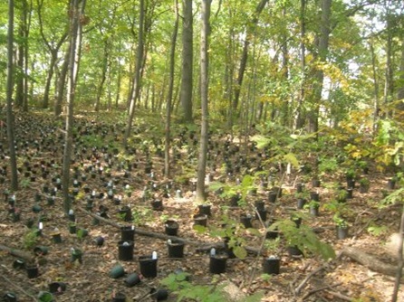Plantings placed in Lusitania Woods.