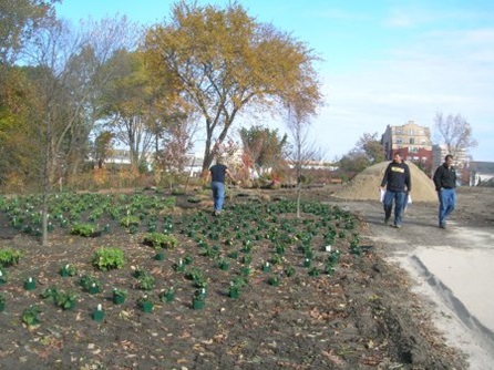 Plantings placed in Maher Park.