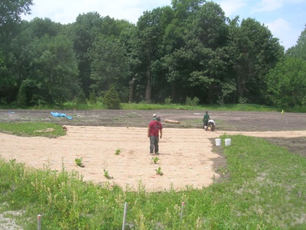Planting the wet meadow at Lusitania.