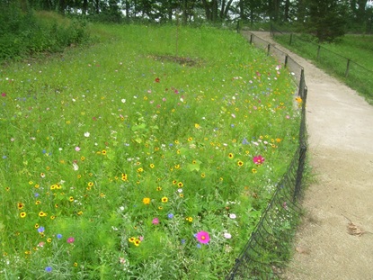 Flowers in Butterfly Meadow.