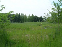 Lusitania Meadow after restoration.