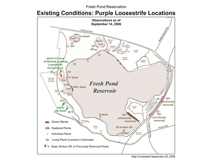 Exisiting Conditions Map of Purple Loosestrife at Fresh Pond Reservation.