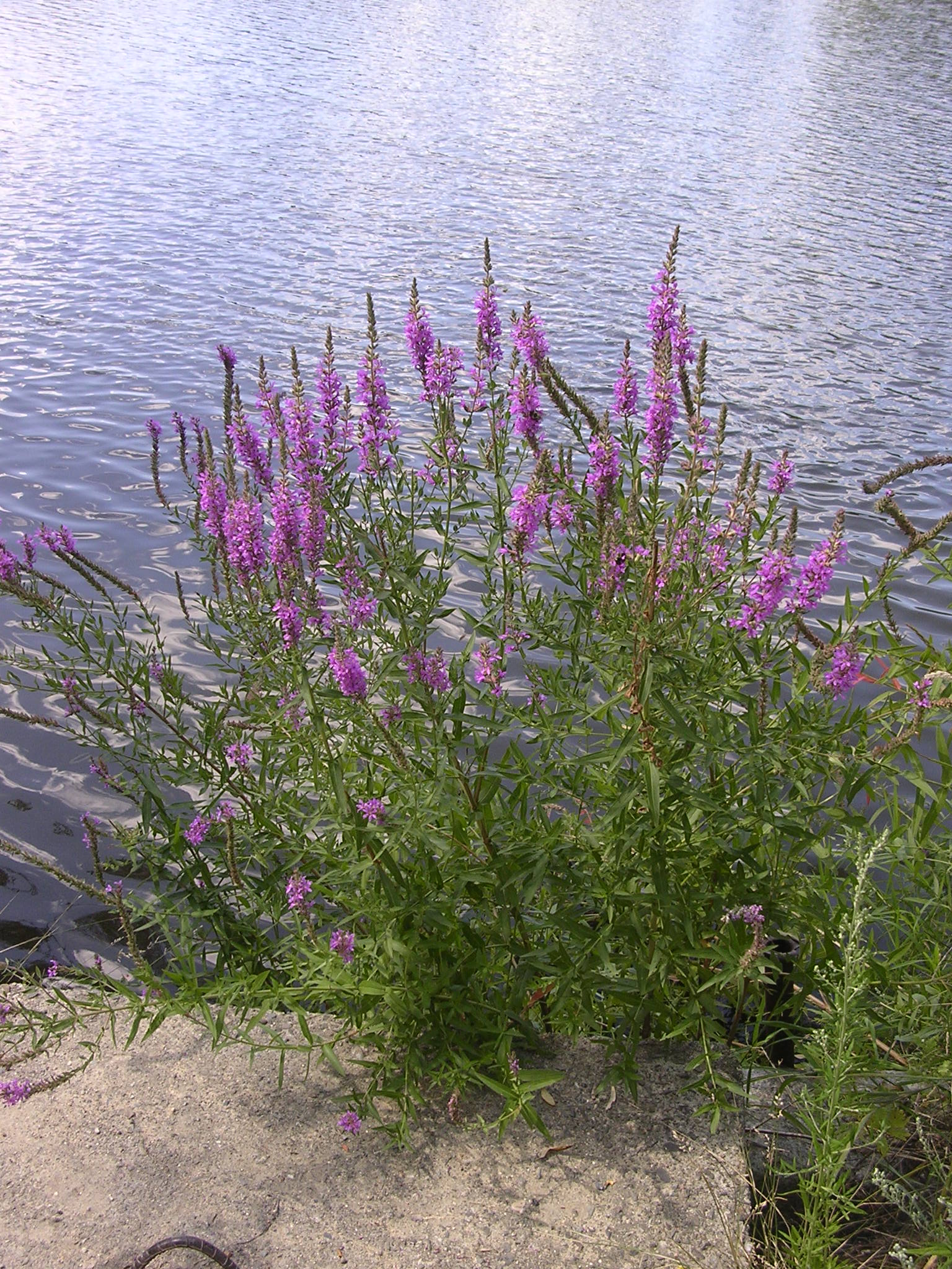 Purple Loosestrife
