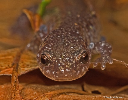 Photo of an eastern red-backed salamander, taken by Brooks Mathewson.