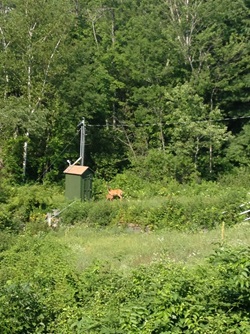 A deer and her fawn spotted at a CWD monitoring station below the Hobbs Brook Dam.