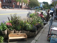 Beautiful plants in a parking spot at PARKing Day 2014