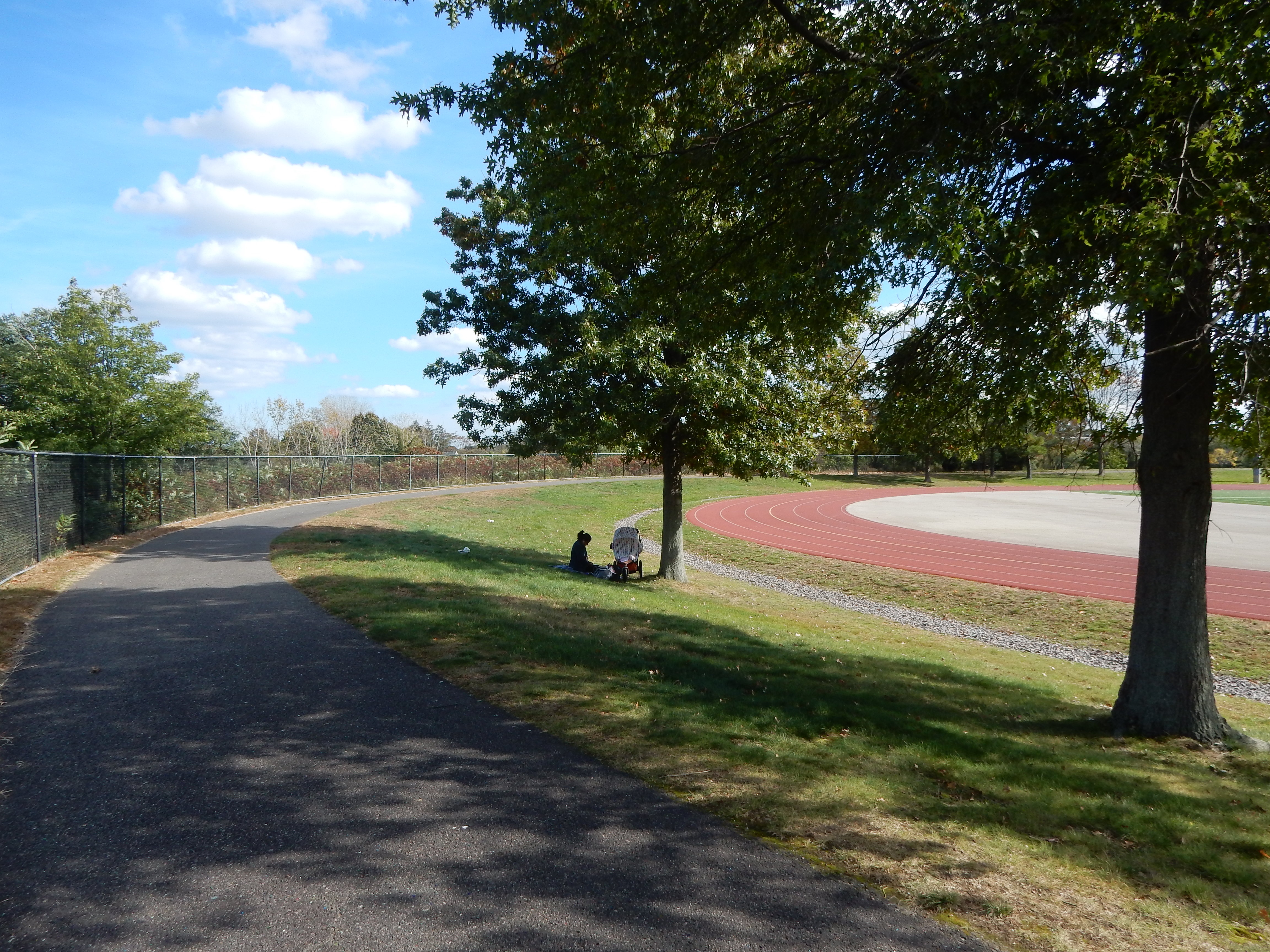 Shady tree-lined path with a blue sky in the background