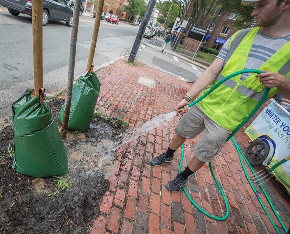 Bike Program employee waters new tree.