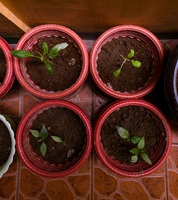 Event image for CPL Nature Club: Make Along for Adults: Container Gardening (Valente)