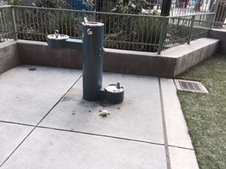 Water fountains for dogs and humans