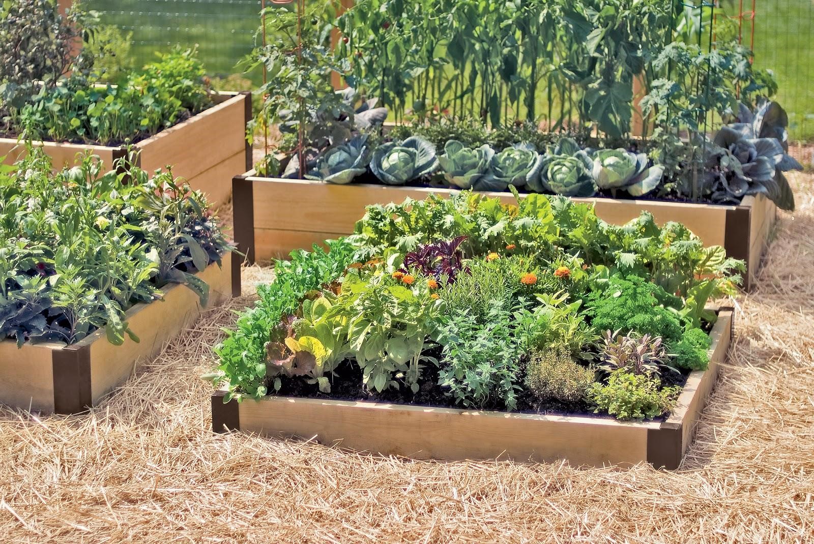 Raised garden beds with vegetables
