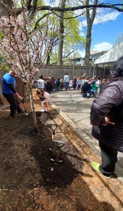 From left to right: A Cambridge tree with a Forest Friend’s tag, a Forest Friends tree planting event.