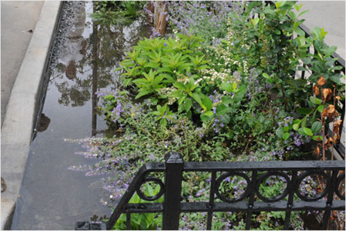 Bioswales will be sited in non-parking areas.