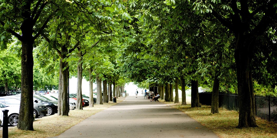 trees